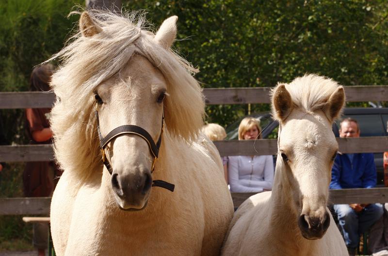 Lysir von Heidmoor h.jpg